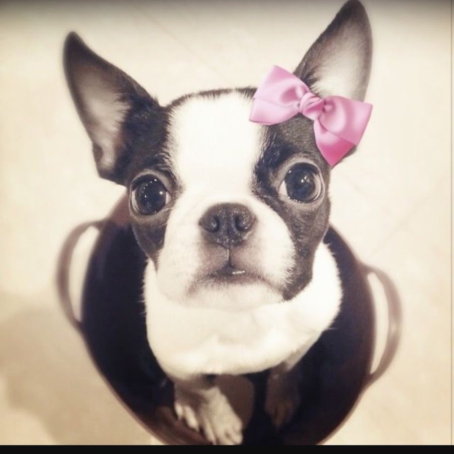 Оранжевый Бостон терьер