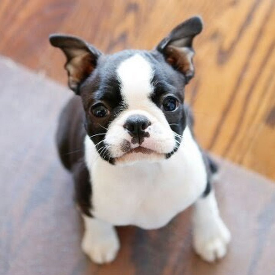 Спасибо за внимание фото с Бостон терьером