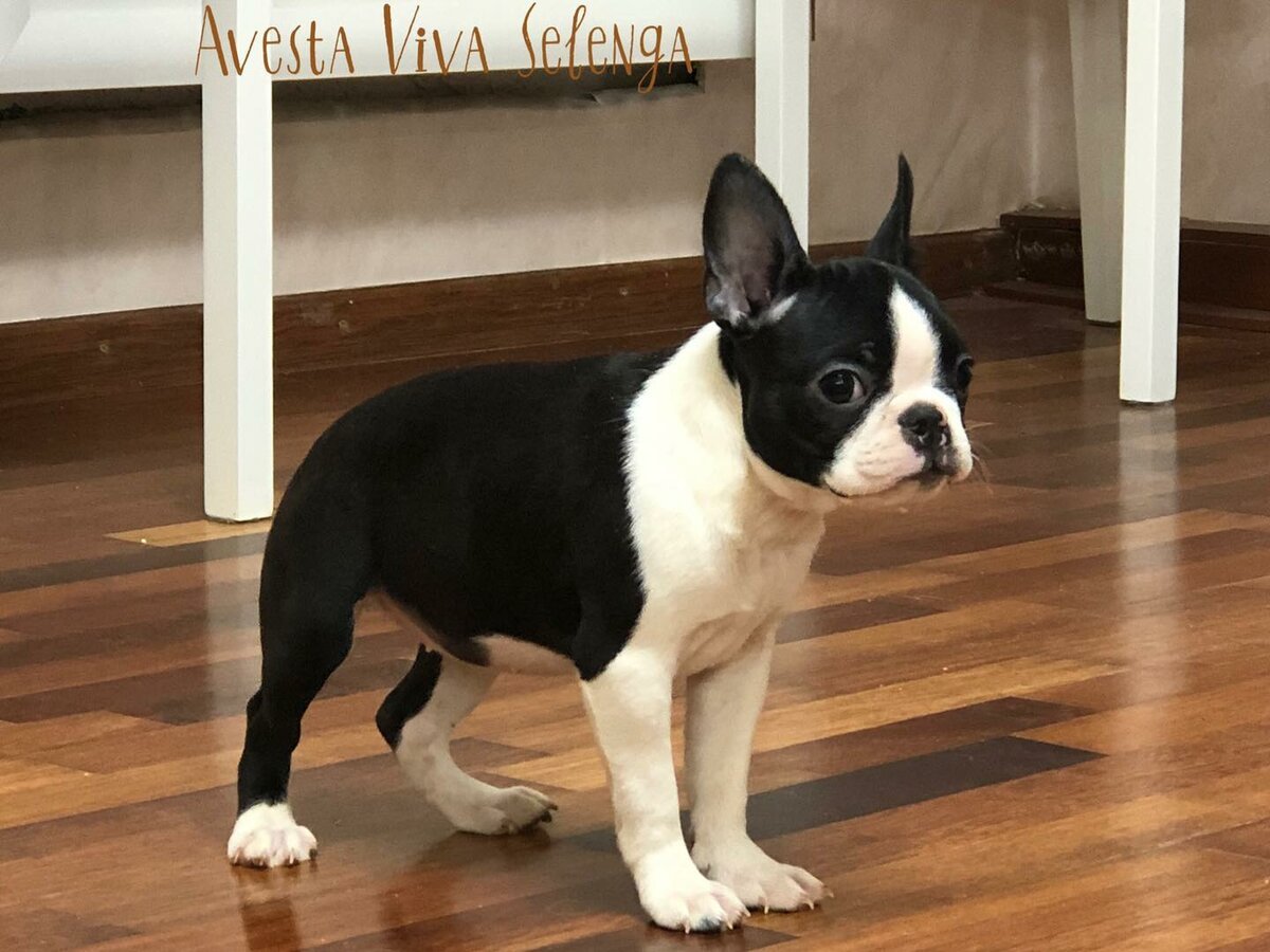 Собаки подайте собаки какие есть