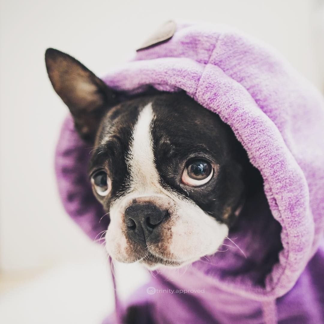 Бостон терьер брабансон