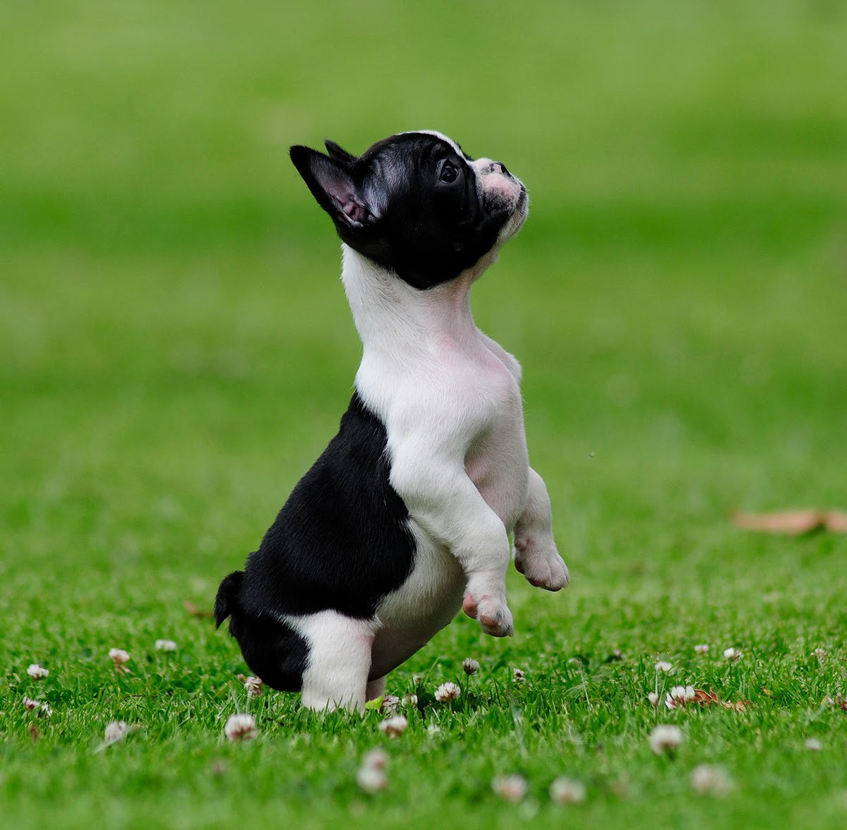 Бостон терьер футуристический прикид