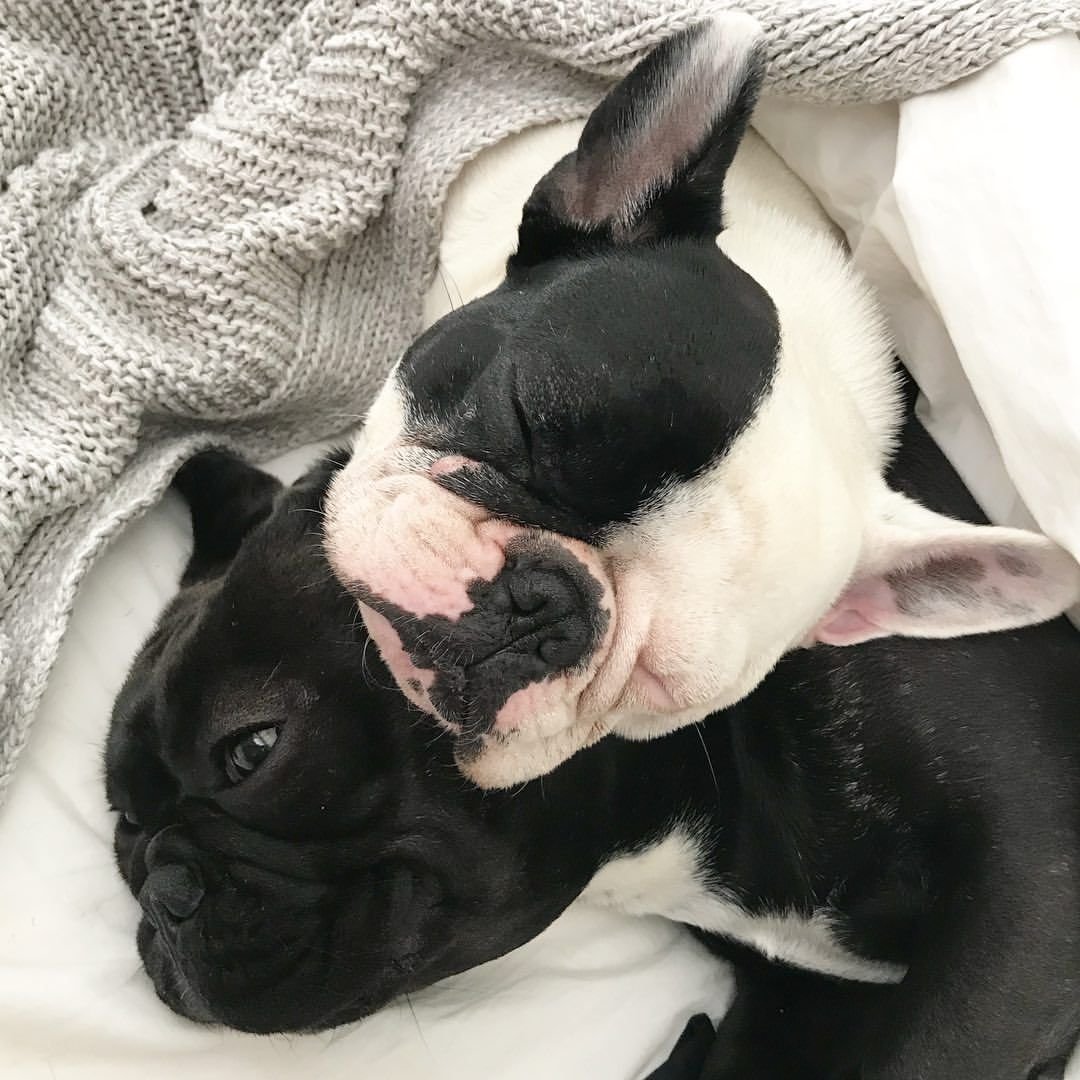 Бостон терьер аджилити