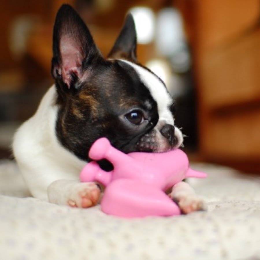 Бостон терьер