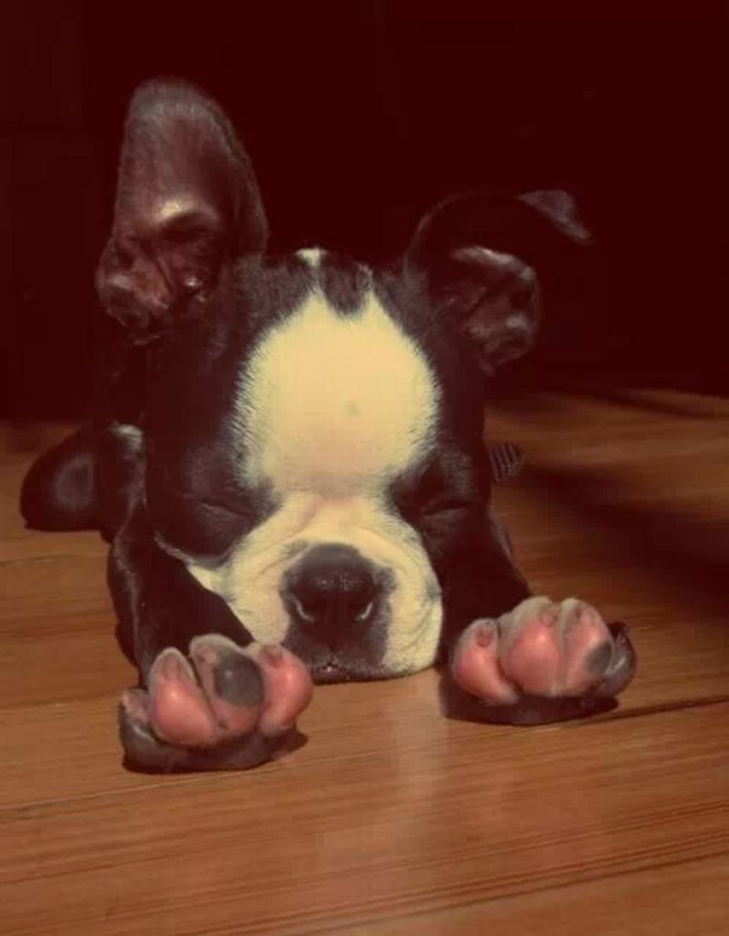 Джек-Рассел-терьер и Бостон терьер