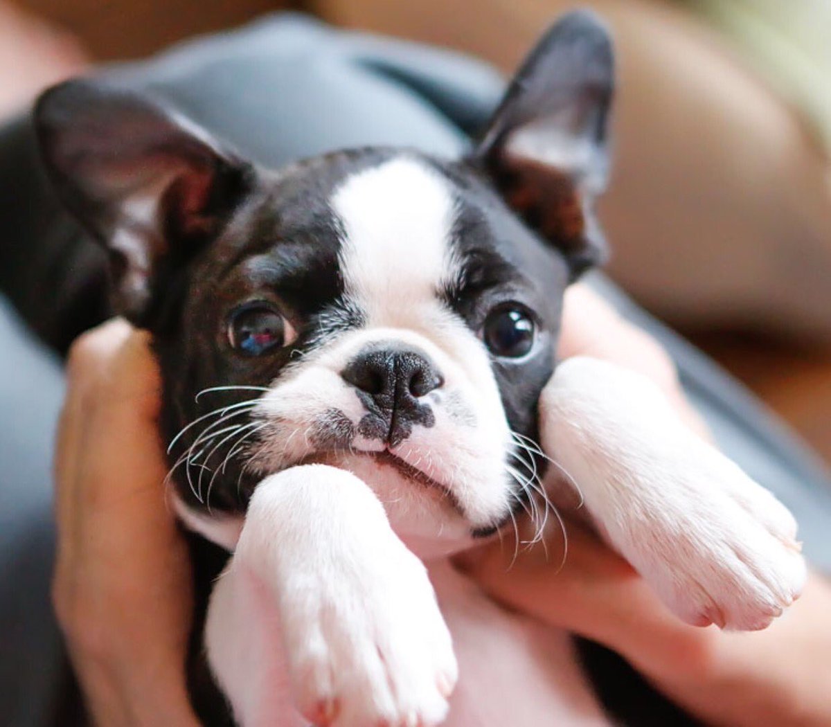 Cute Puppies Boston Terrier
