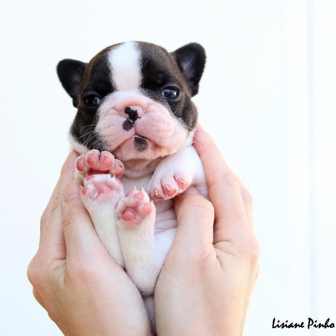 Бостон терьер щенки