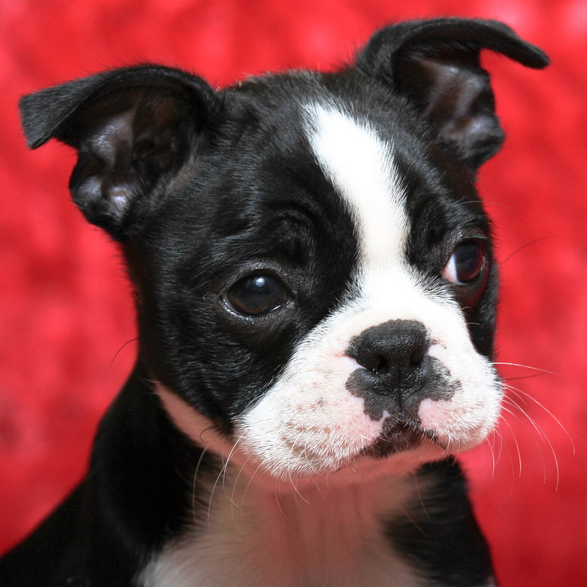 Boston Terrier Pit bull