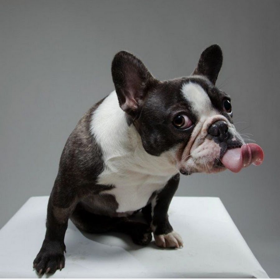 Кличка для Бостон терьера девочки