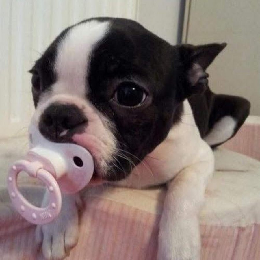 Катя DOBRЯKOVA Бостон-терьер