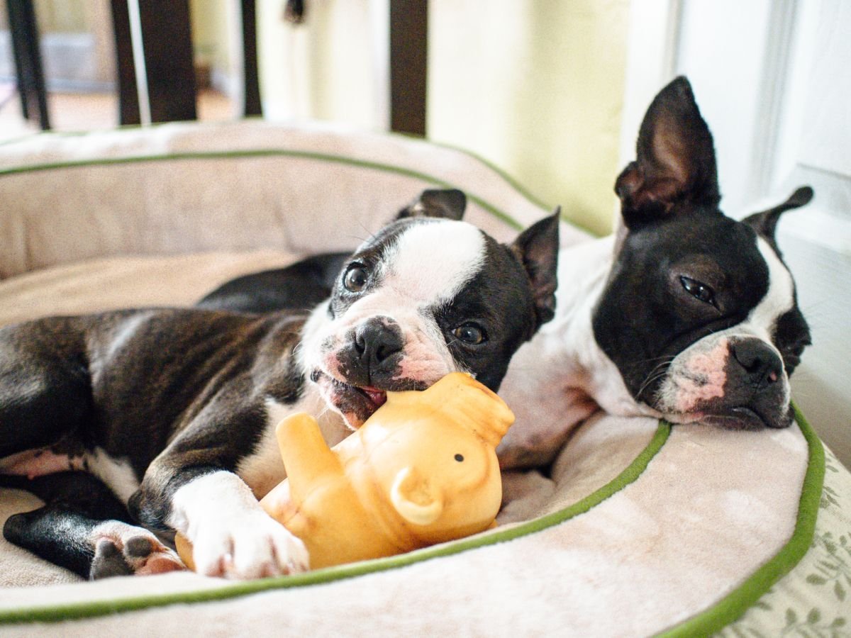 Бостонский терьер