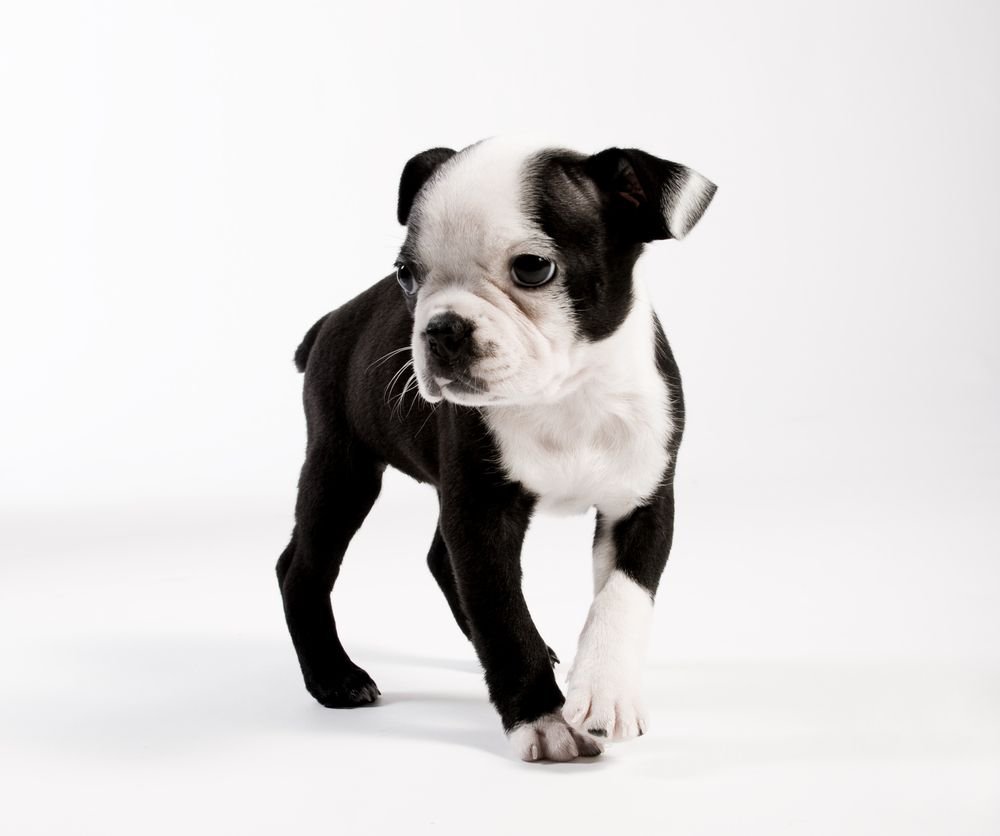 Где можно приобрести собаку Бостон