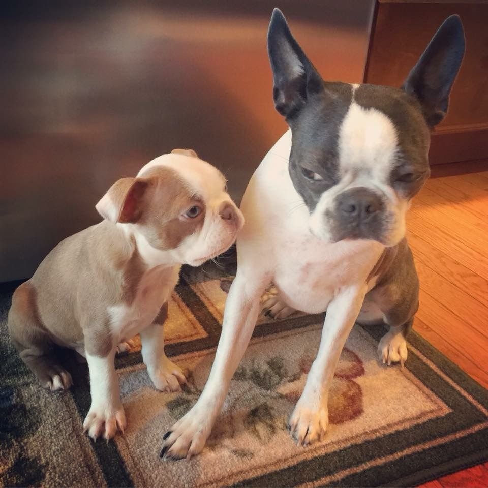 Голубоглазые Бостон терьер