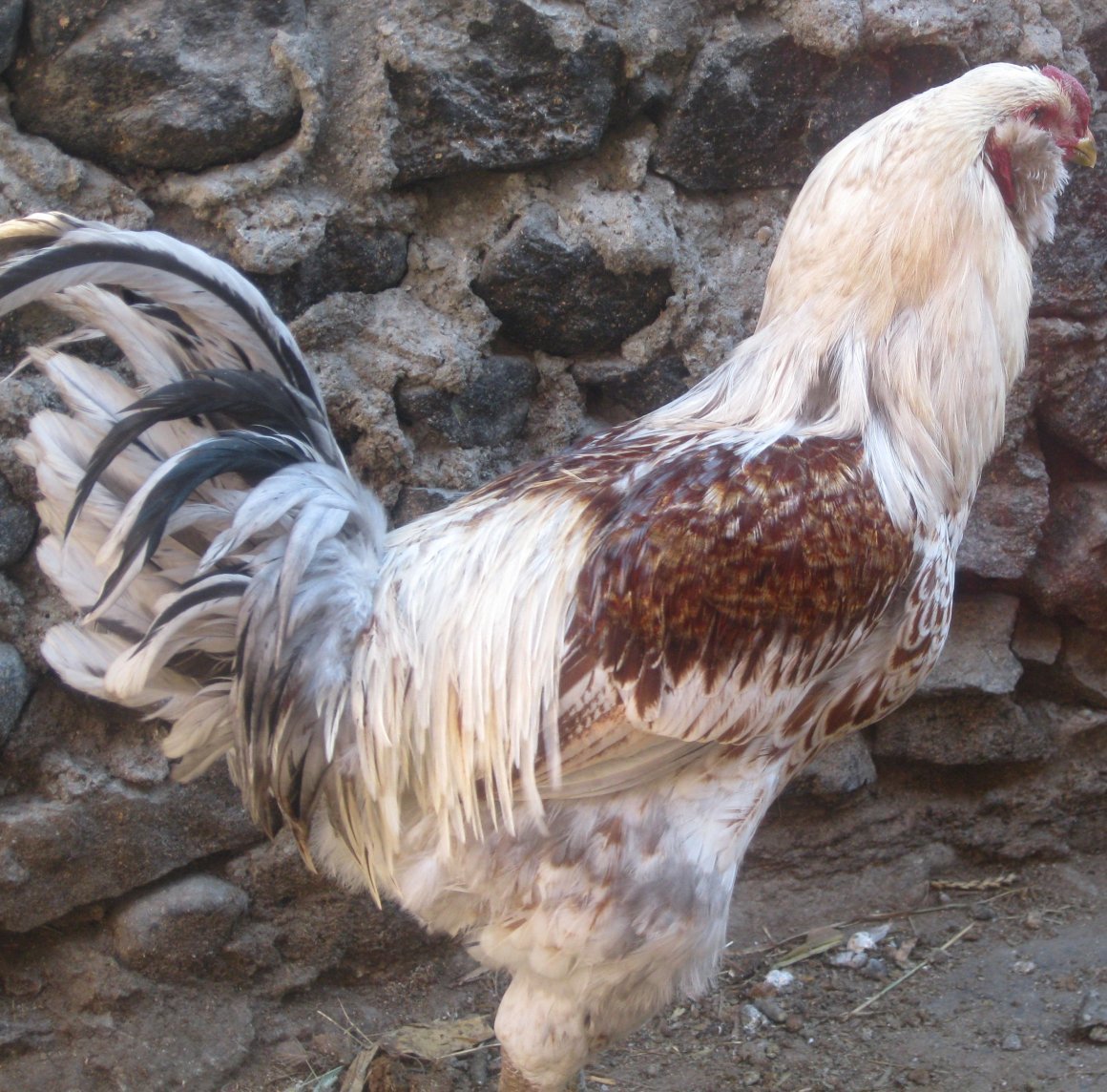 Гилянские Гергебильские куры