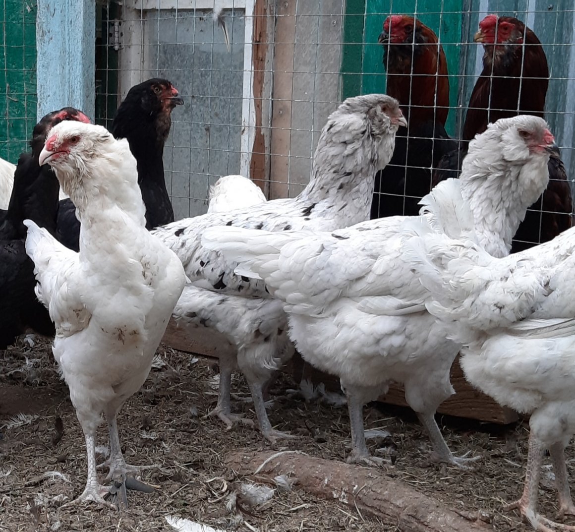 Гилянские Гергебильские куры
