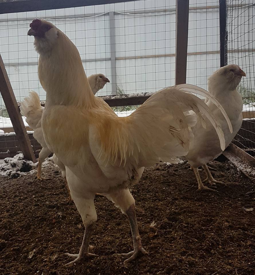 Гилянские Гергебильские куры