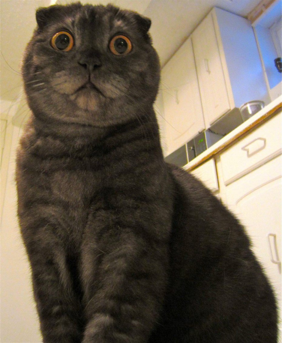 Удивленный шотландский кот