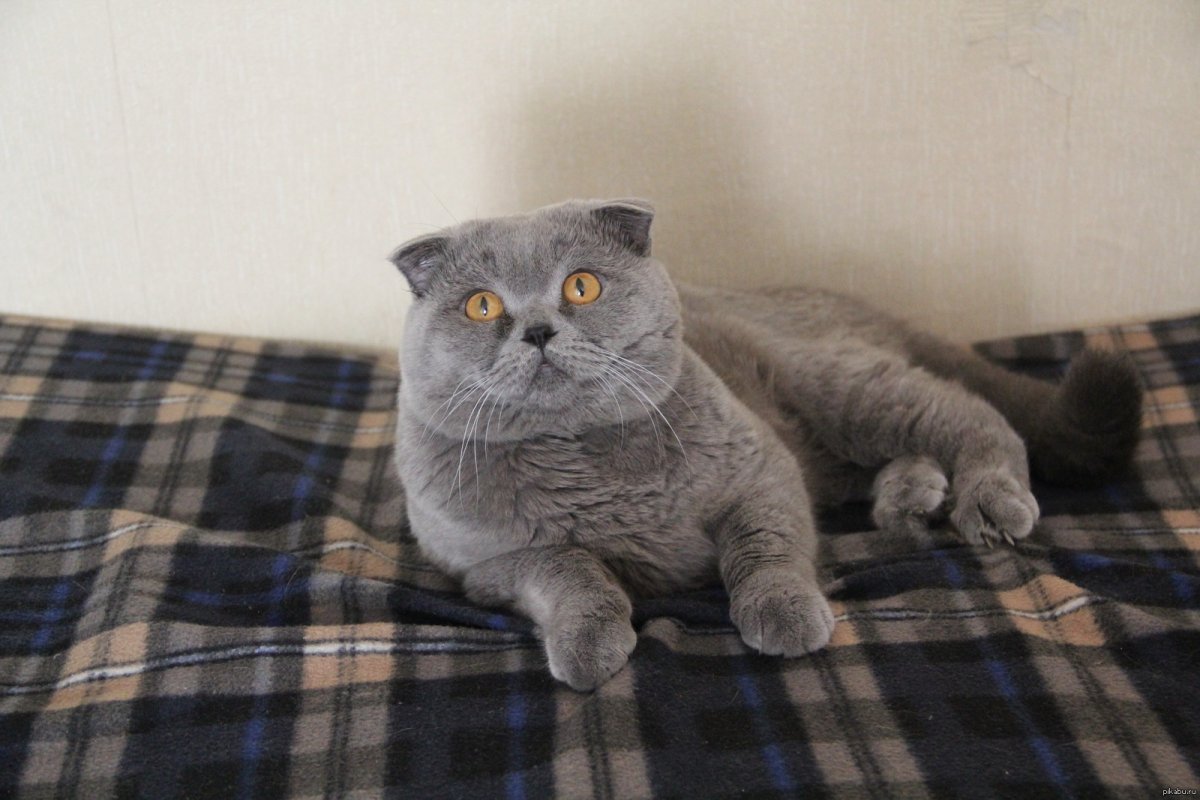 Шотландский вислоухий кот серый