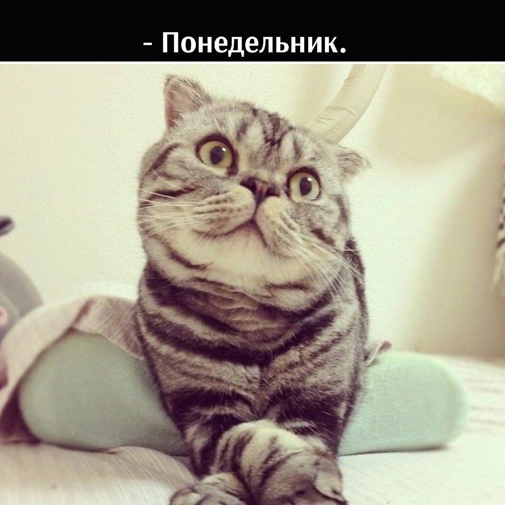 Вислоухий кот в очках