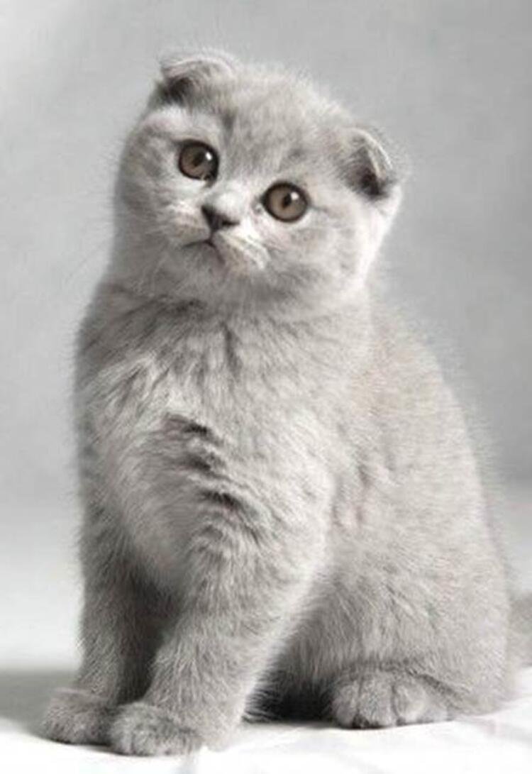 Скоттиш-фолд Шотландская вислоухая