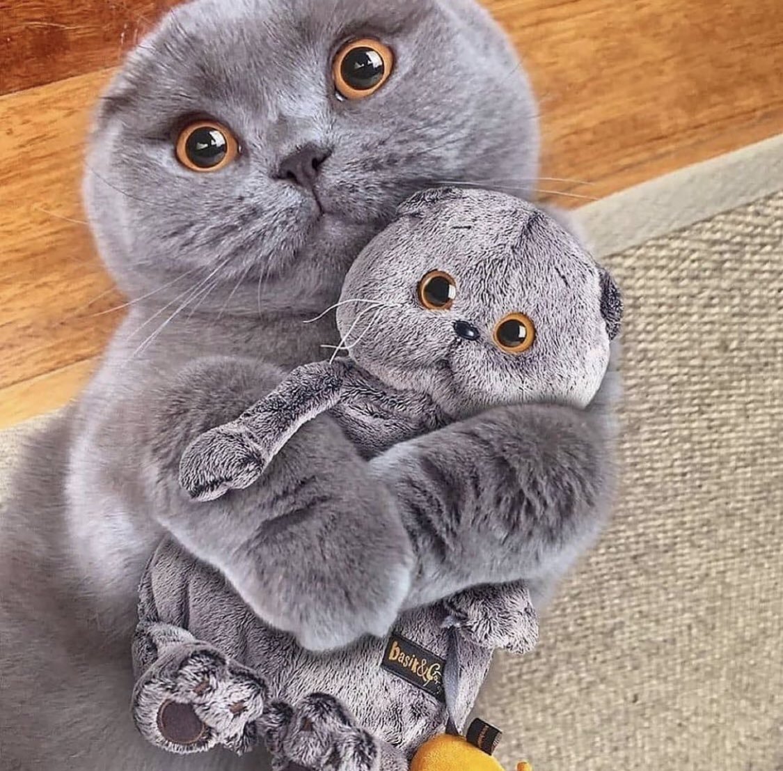 Шотландские вислоухие коты