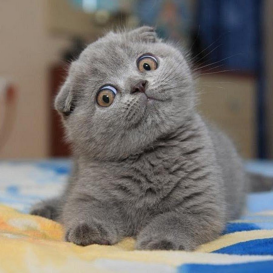 Шотландская вислоухая скоттиш фолд голубоглазый