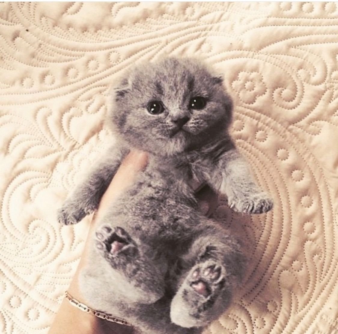 Милые котята Шотландские вислоухие