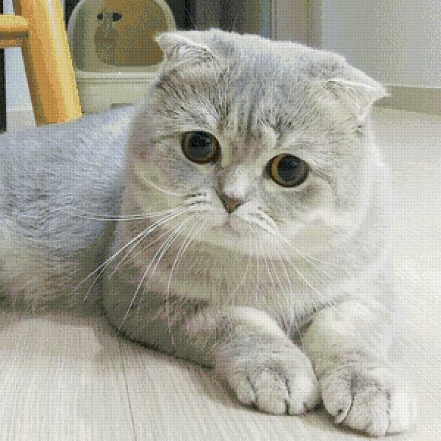 Скоттиш-фолд Шотландская вислоухая толстая