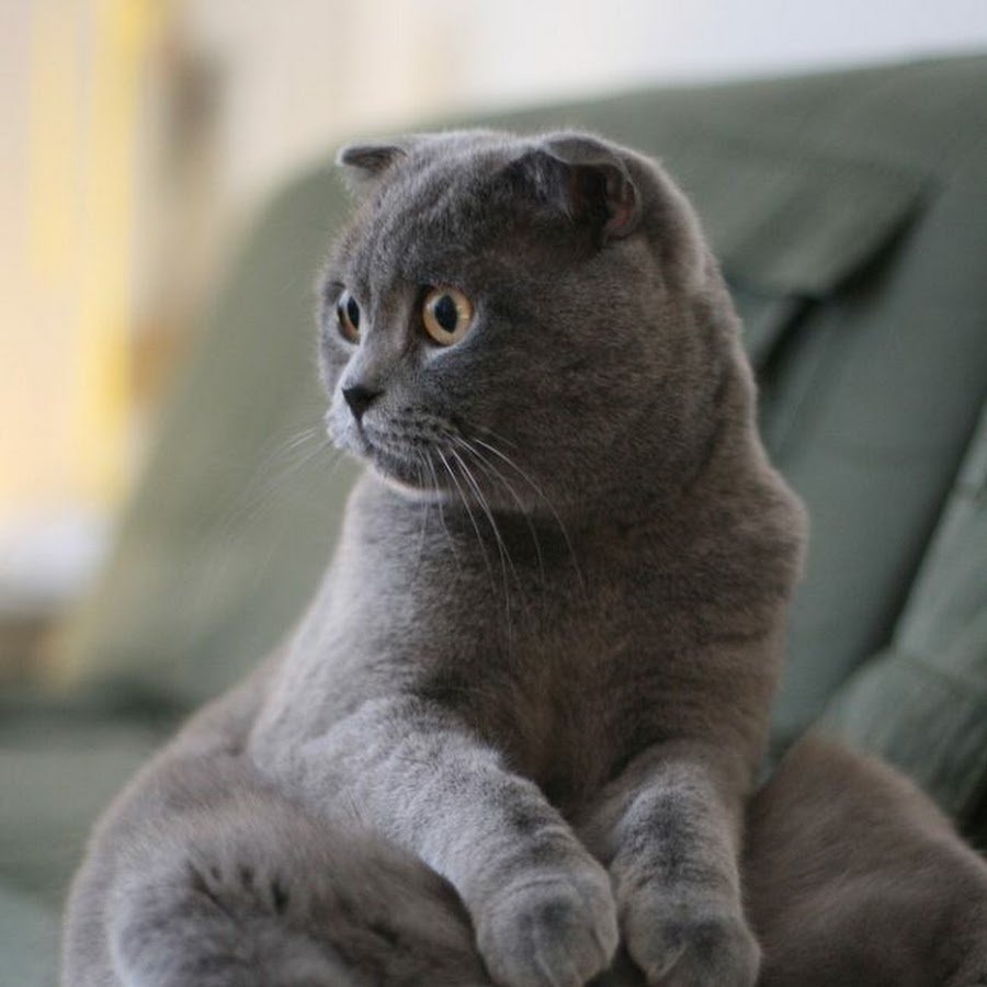 Шотландский скотишфолд