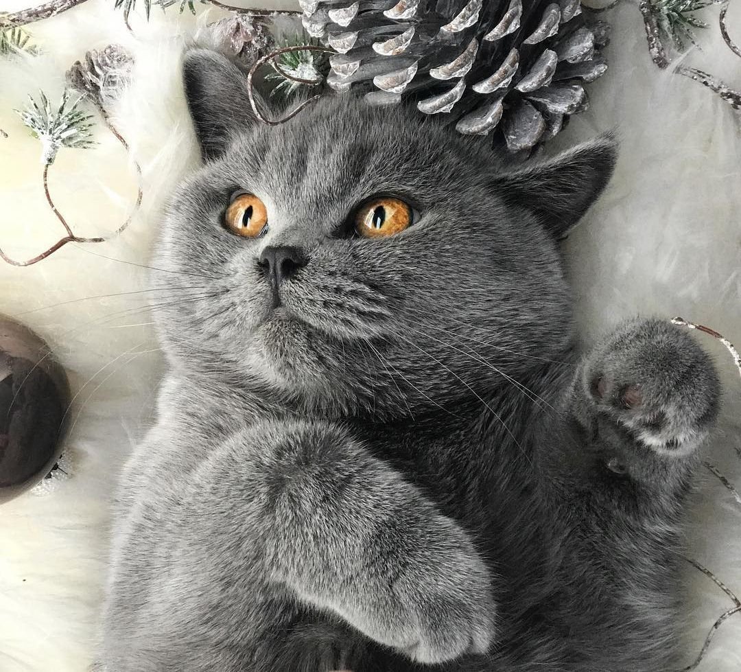 Смешные серые британские коты