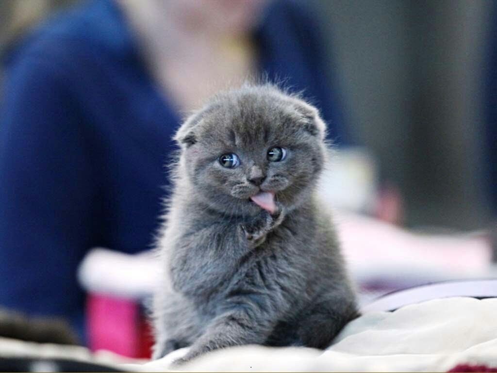 Смешные вислоухие котята