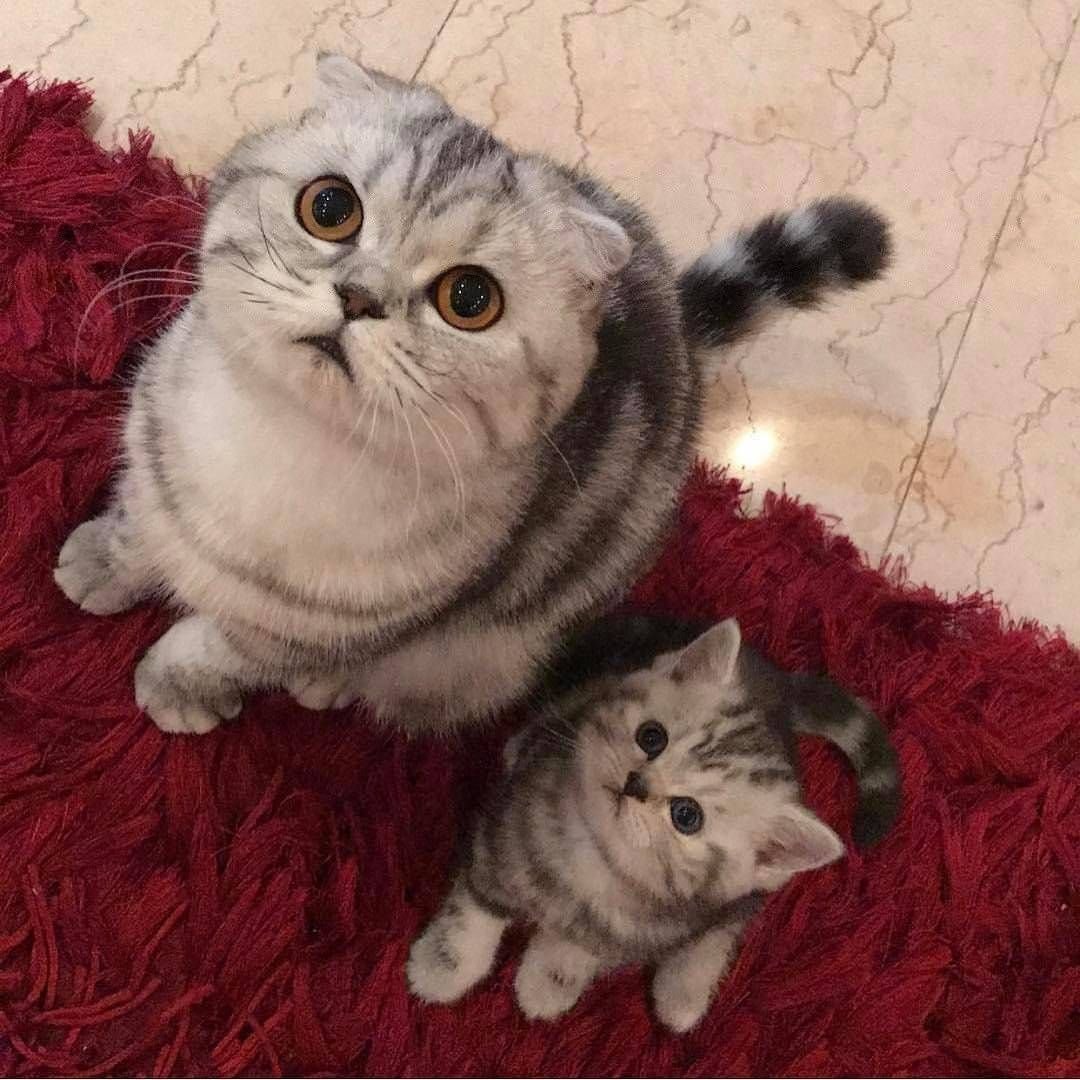 Скоттиш фолд серый