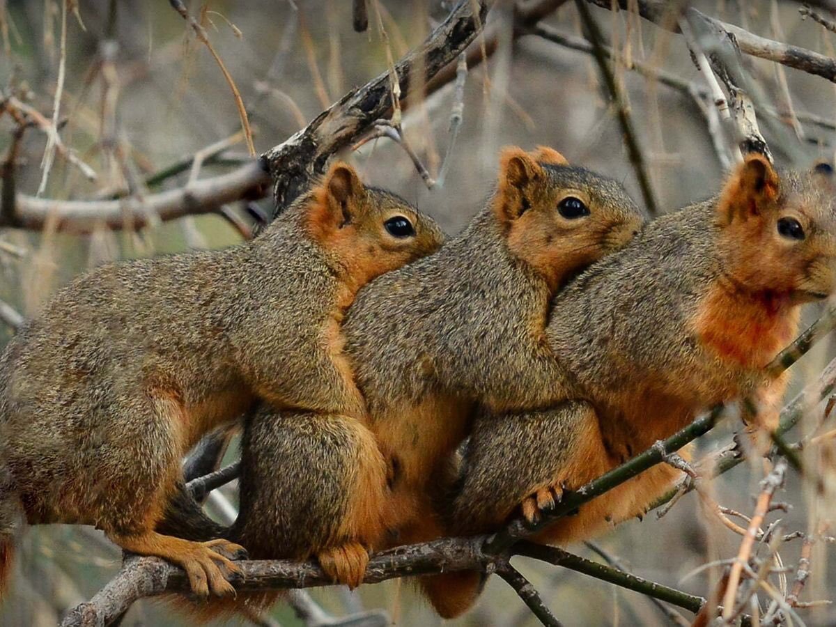 Белка в природе