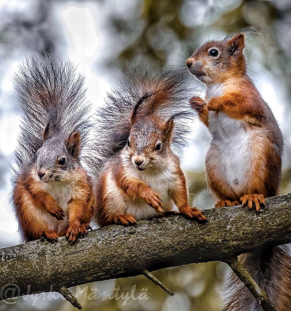 Красивая Белочка