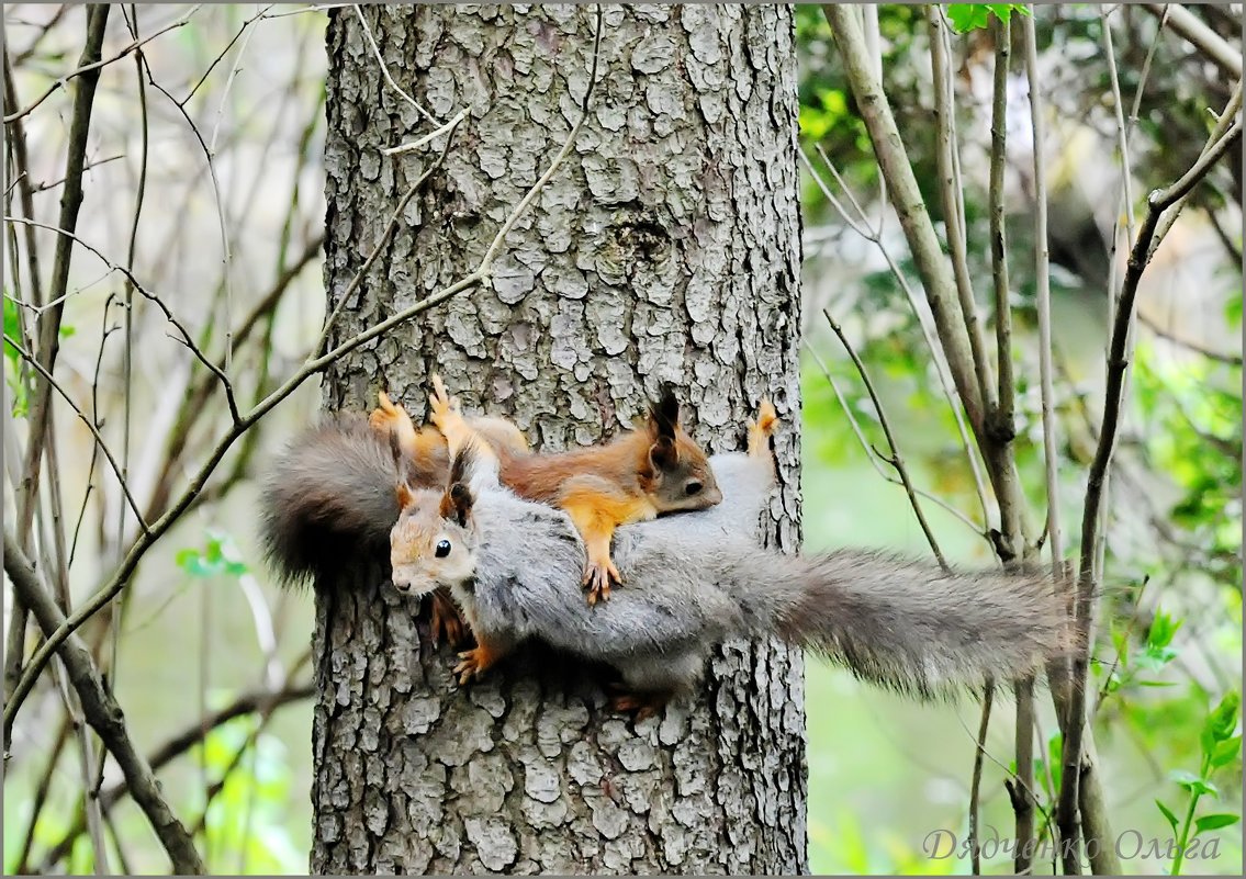 Вадим Трунов белки