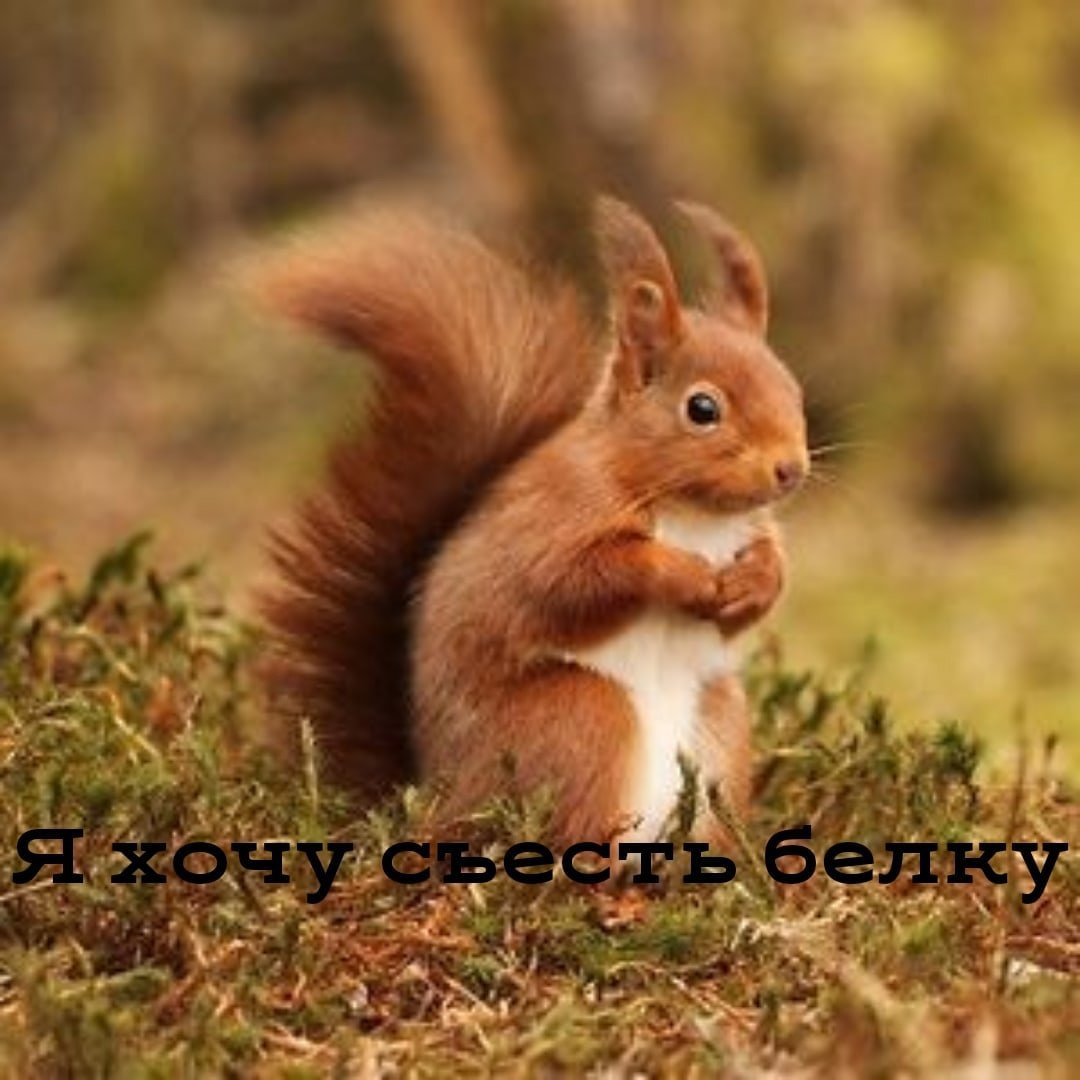 Зима животные прикольные