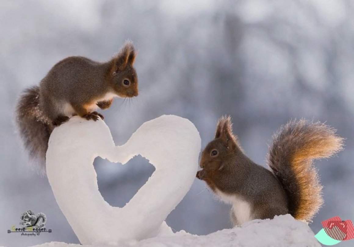 Две белочки