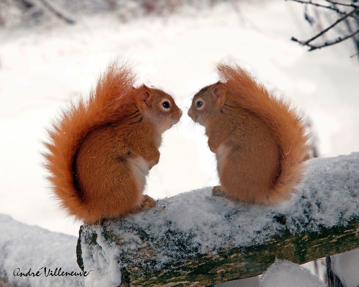 Красивый бурундук