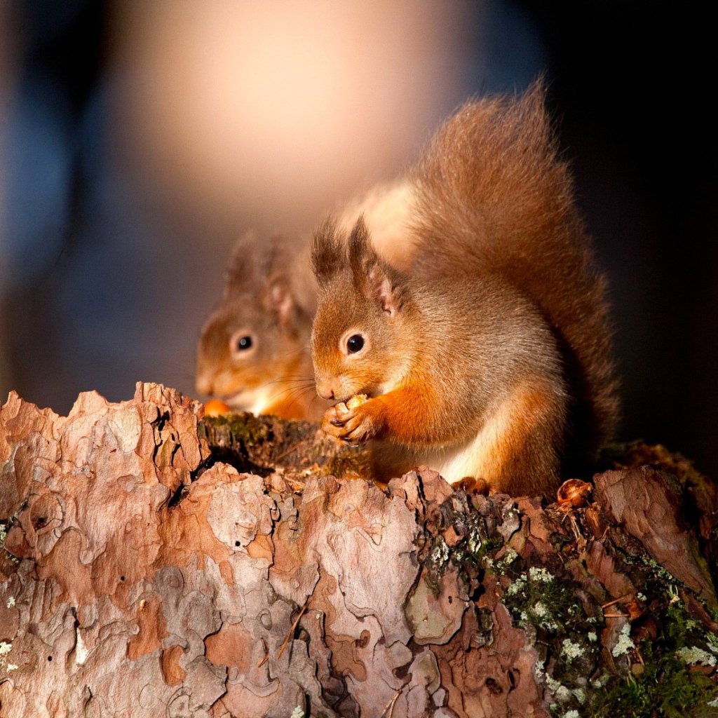 Художница Яна Мовчан бурундук