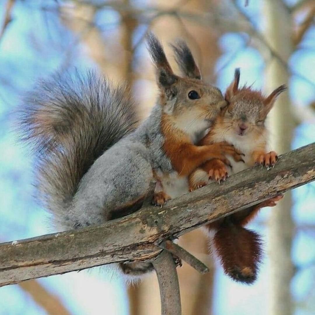 Белочка обнимашки