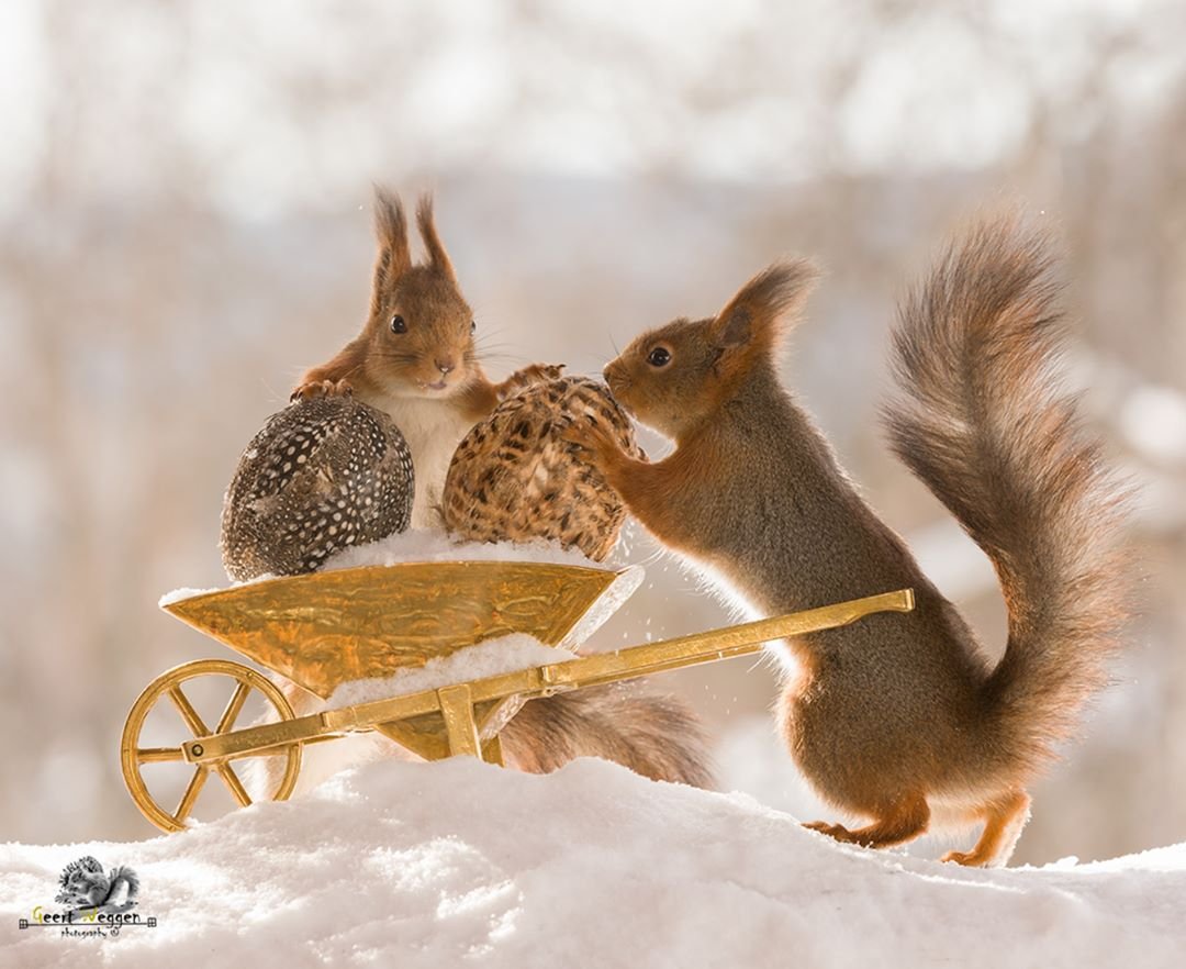 Белка на дереве осенью