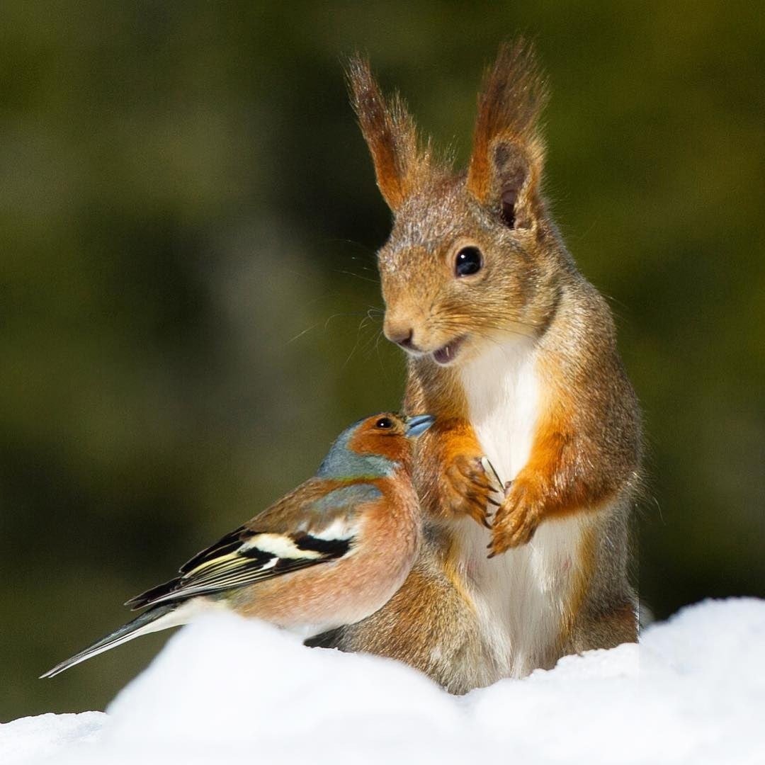 Смешная белка