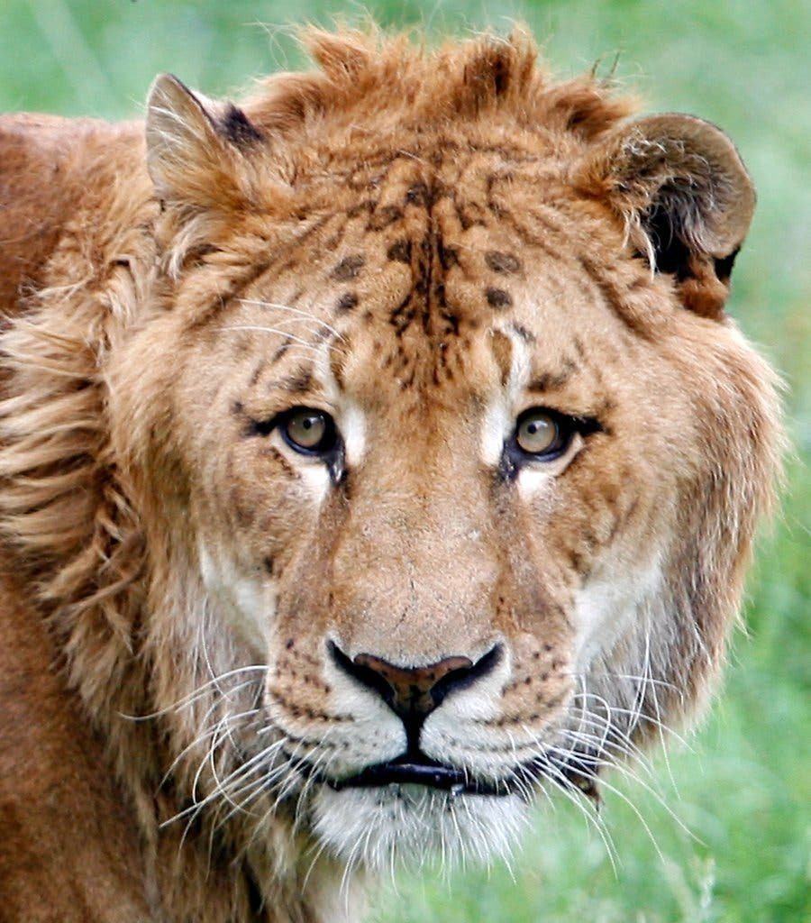 Леопон гибрид