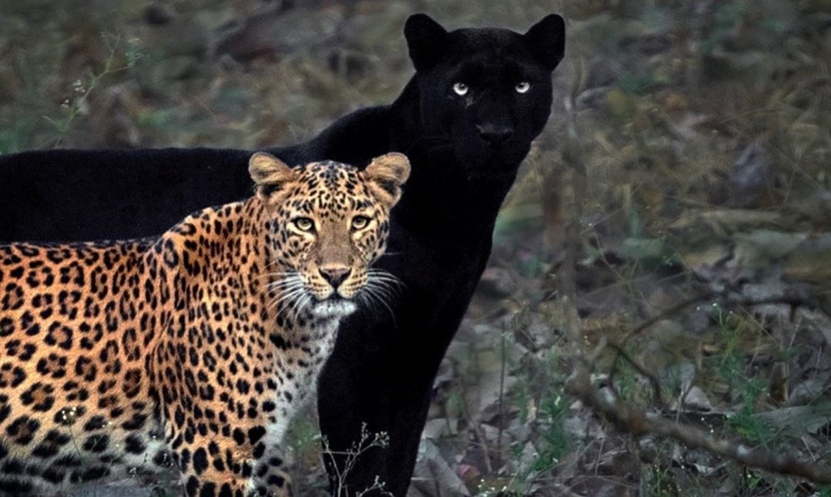 Леопард vs Ягуар