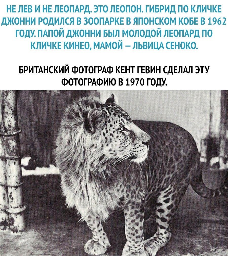 Марози пятнистый Лев