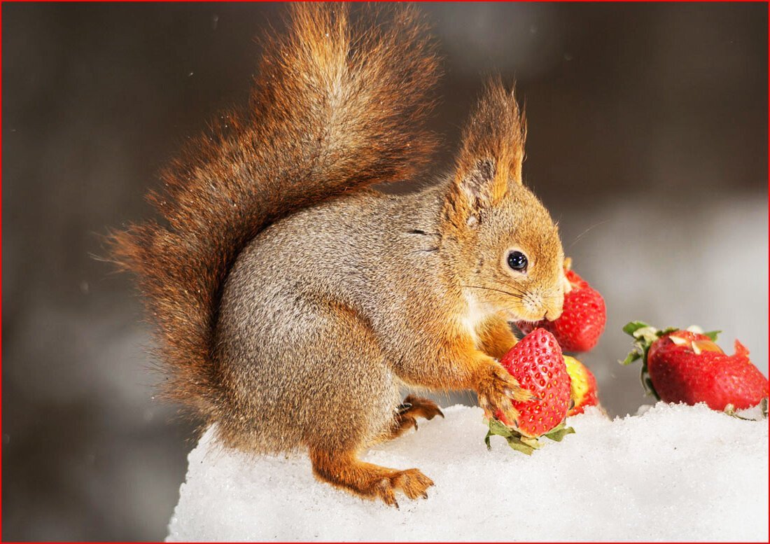 Белка с бельчатами зимой