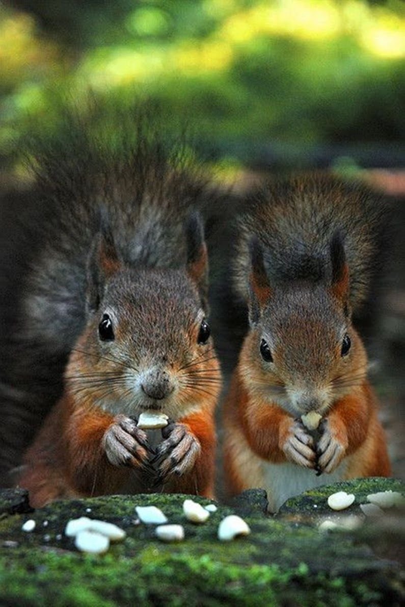 Обои на рабочий стол белка