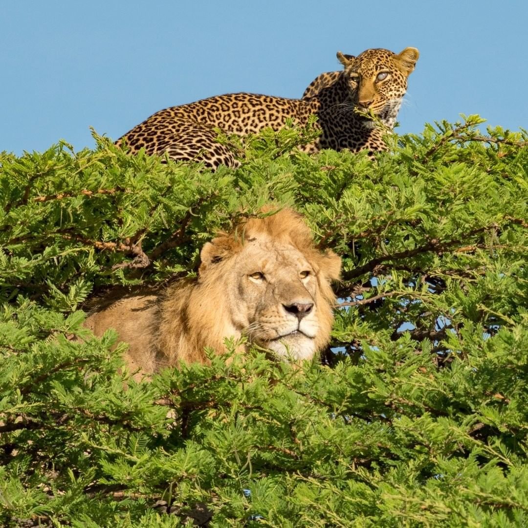 Гепарды Танзания сафари