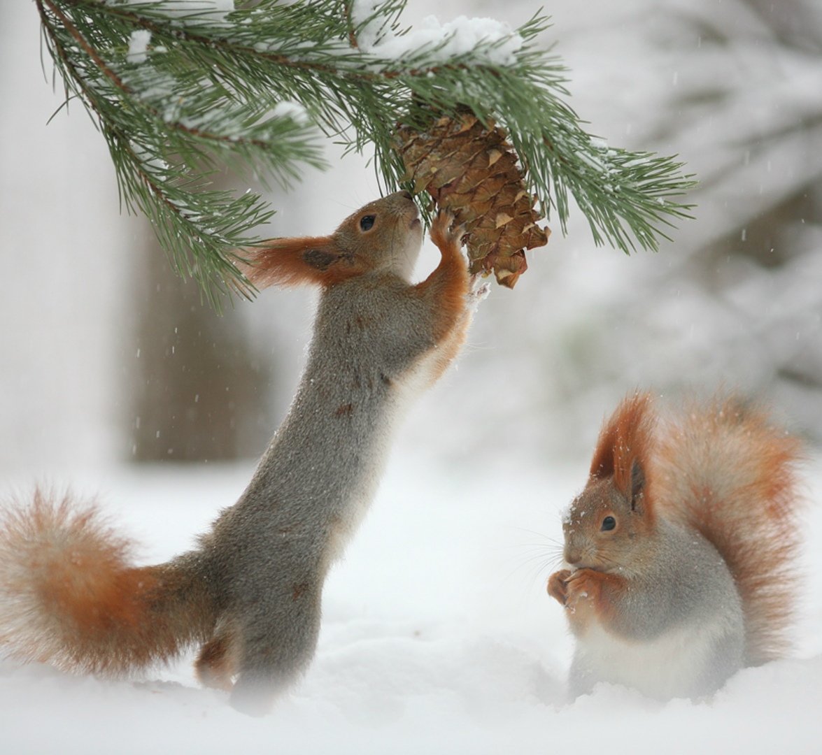 Красивая белка