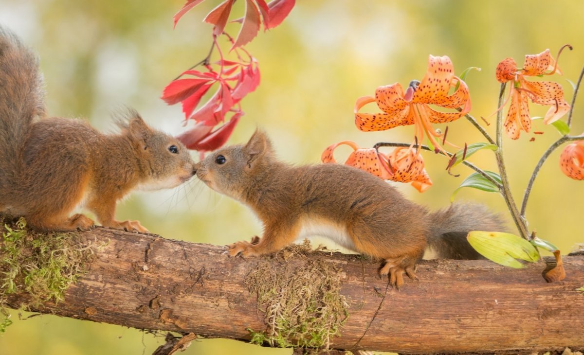 Животные весной