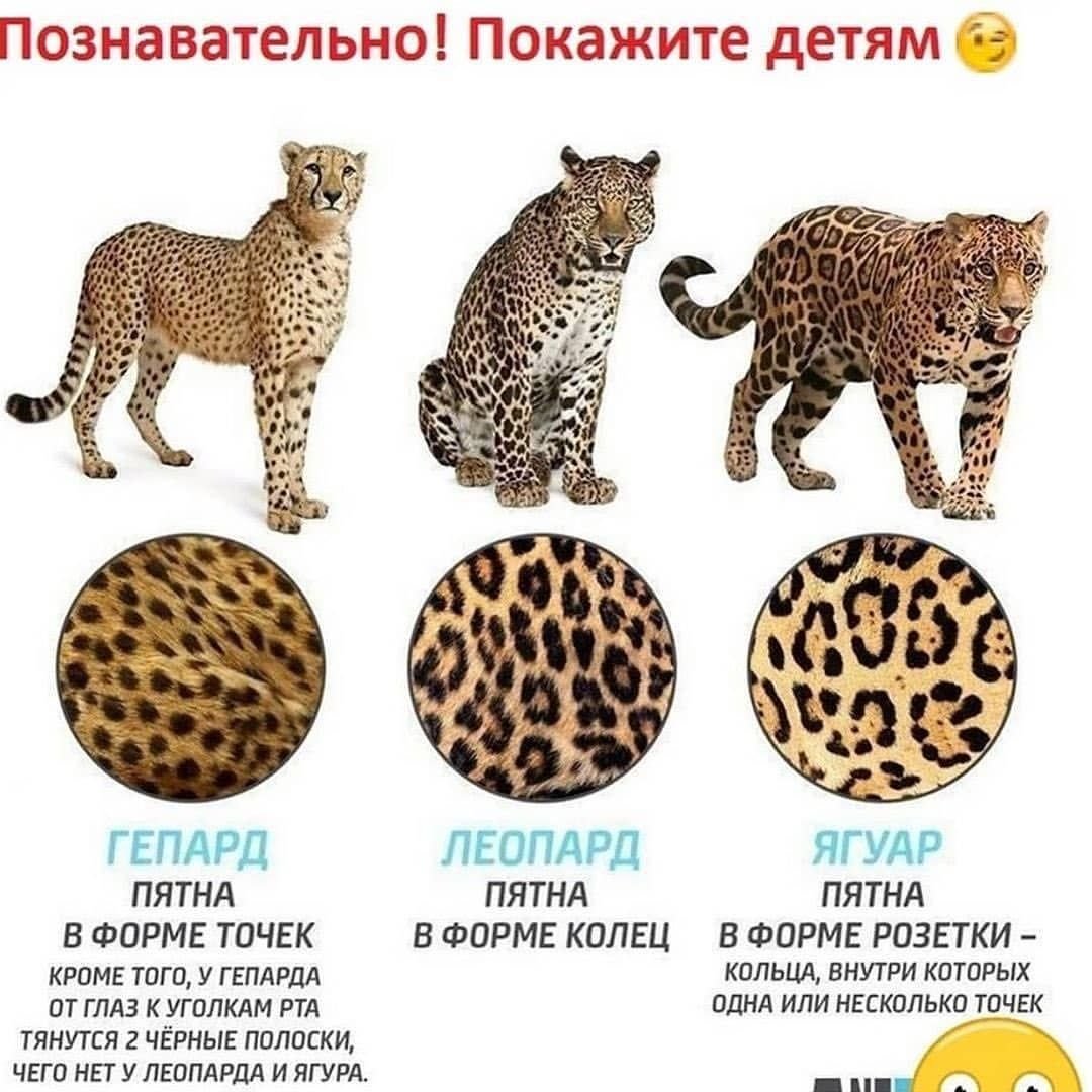 Гепард леопард Ягуар